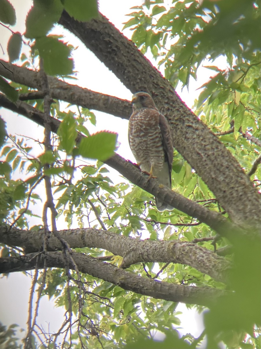 Broad-winged Hawk - ML642180961