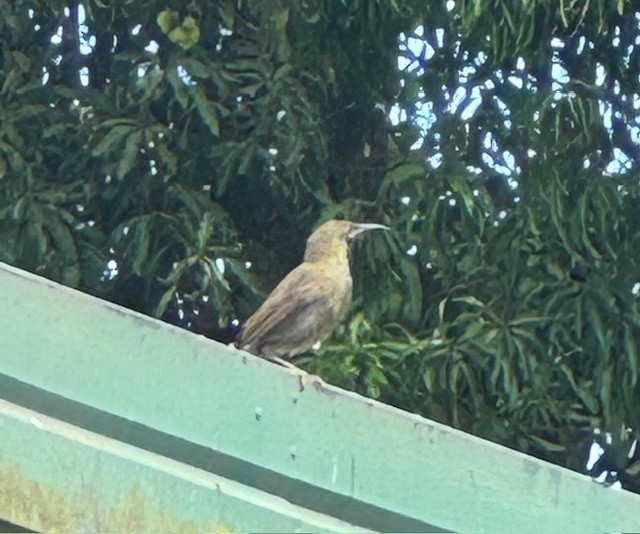 Western Wattled-Honeyeater - ML642180965