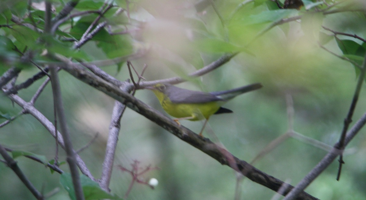 Canada Warbler - ML642180966