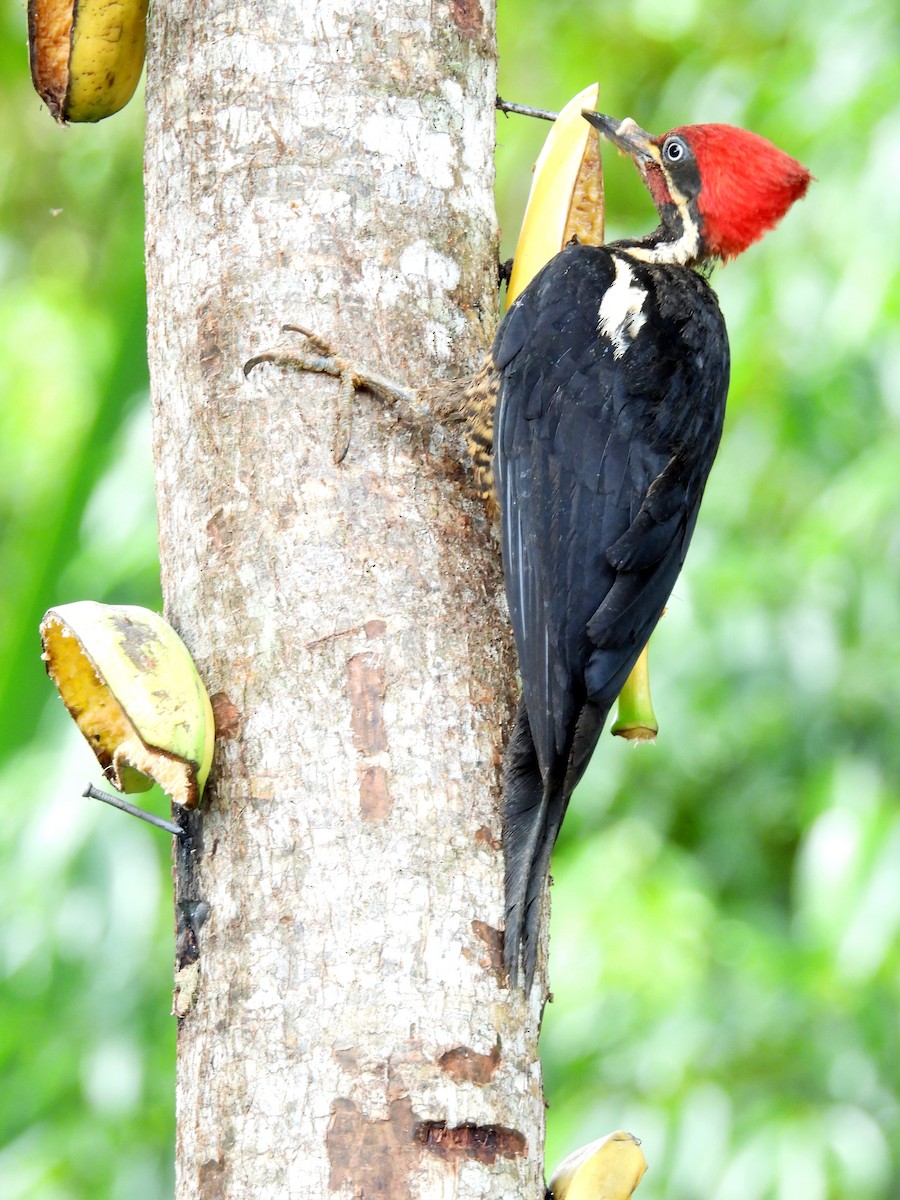 Lineated Woodpecker - ML642180973