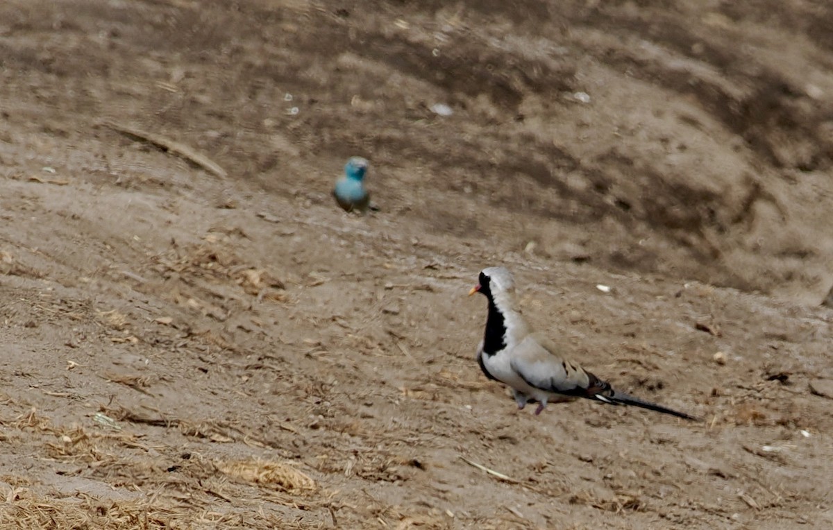 Namaqua Dove - ML642180975