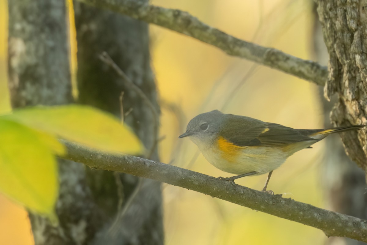 American Redstart - ML642180976