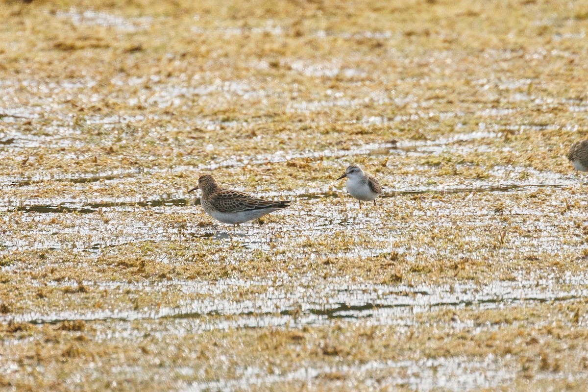 Semipalmated Sandpiper - ML642180978