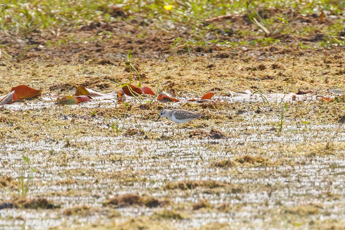 Semipalmated Sandpiper - ML642180979