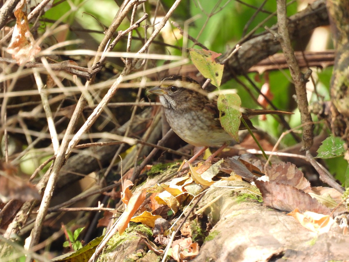 strnadec bělohrdlý - ML642180983