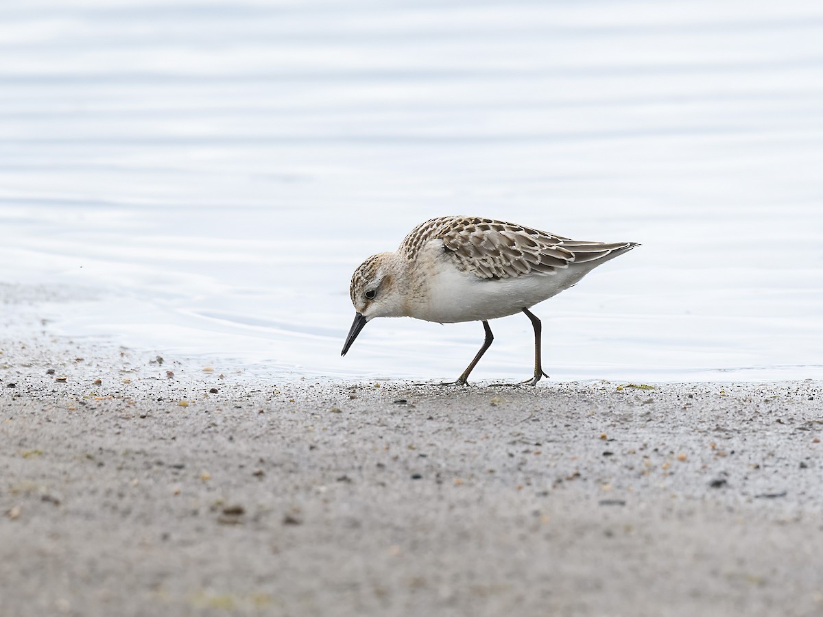 Semipalmated Sandpiper - ML642180988