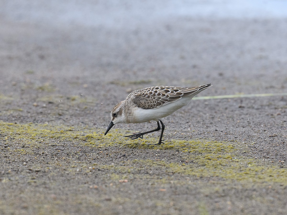 Semipalmated Sandpiper - ML642180989