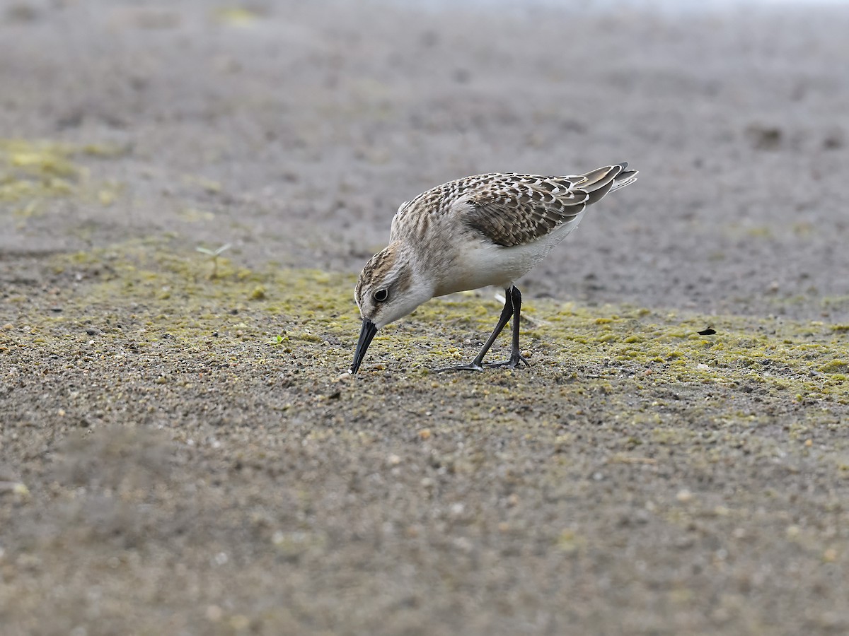 Semipalmated Sandpiper - ML642180990