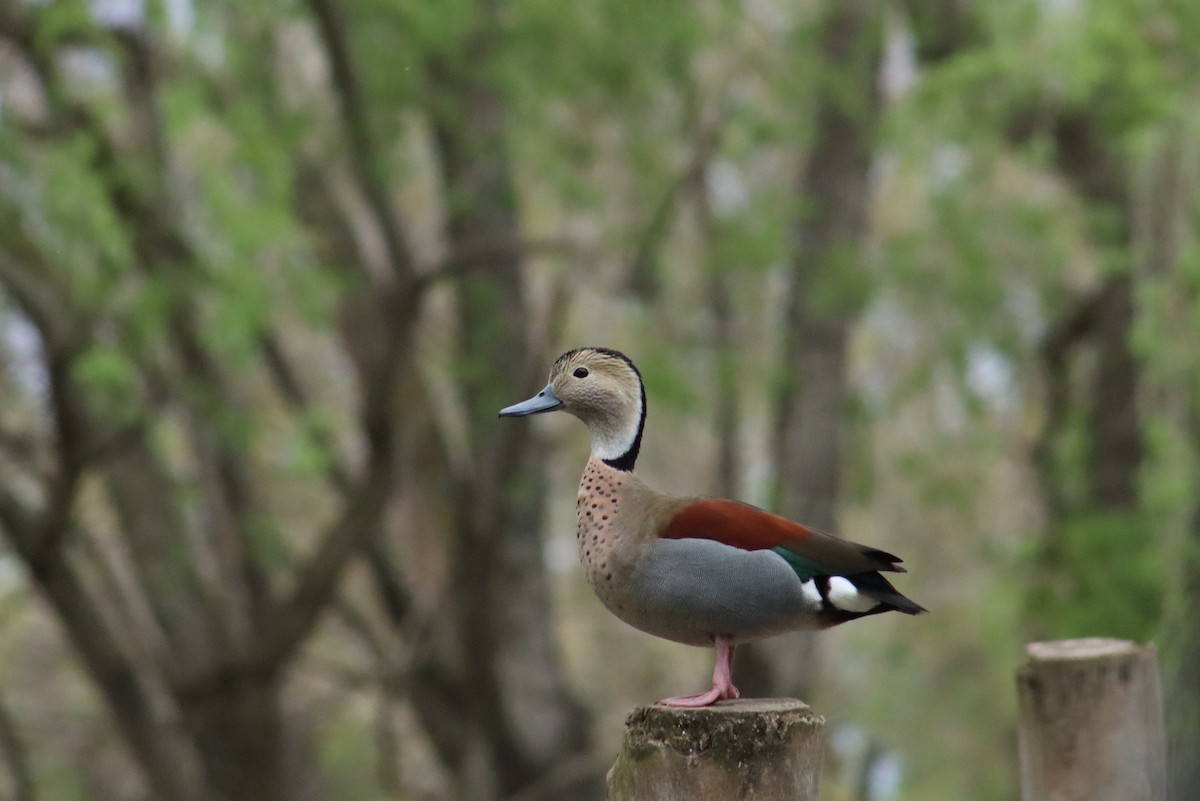 Ringed Teal - ML642180991