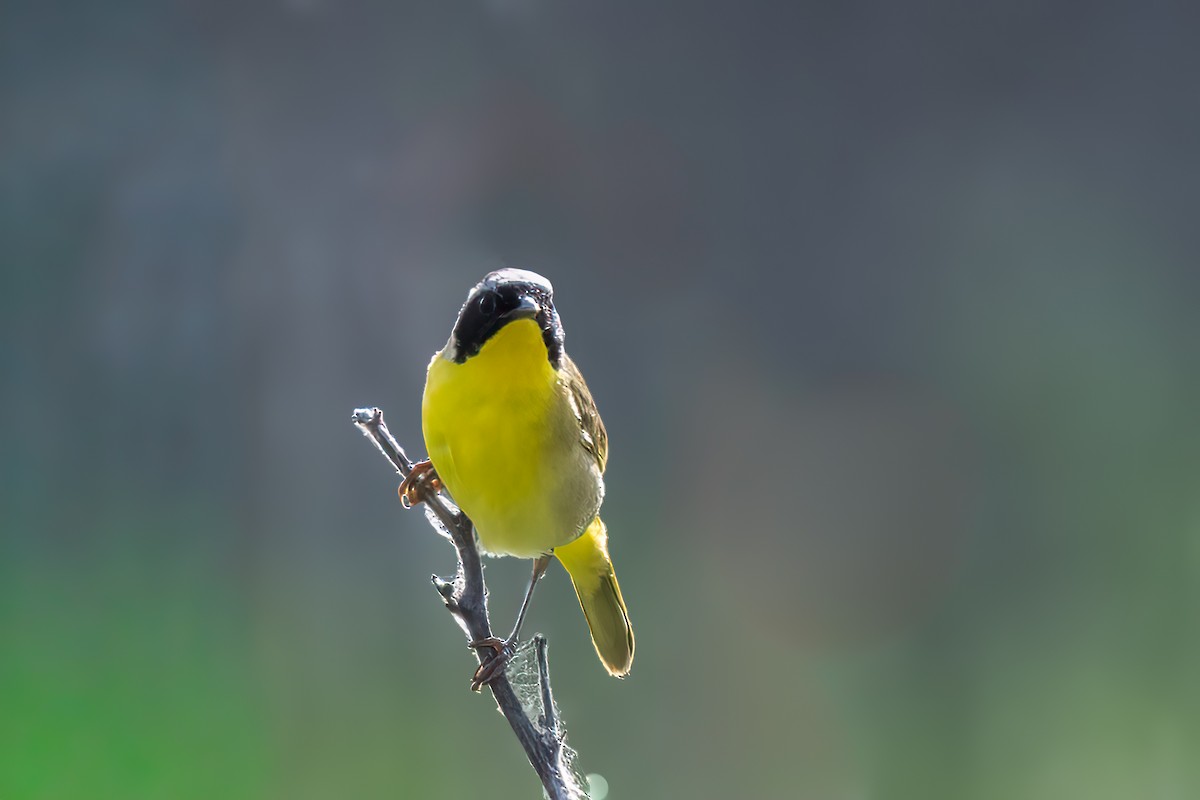 Common Yellowthroat - ML642181004