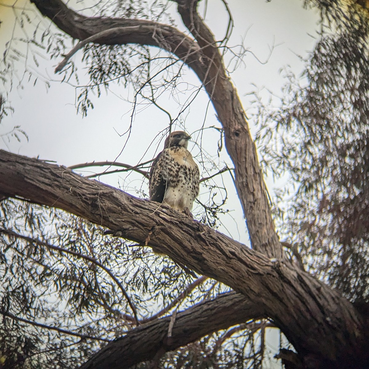 Red-tailed Hawk - ML642181027