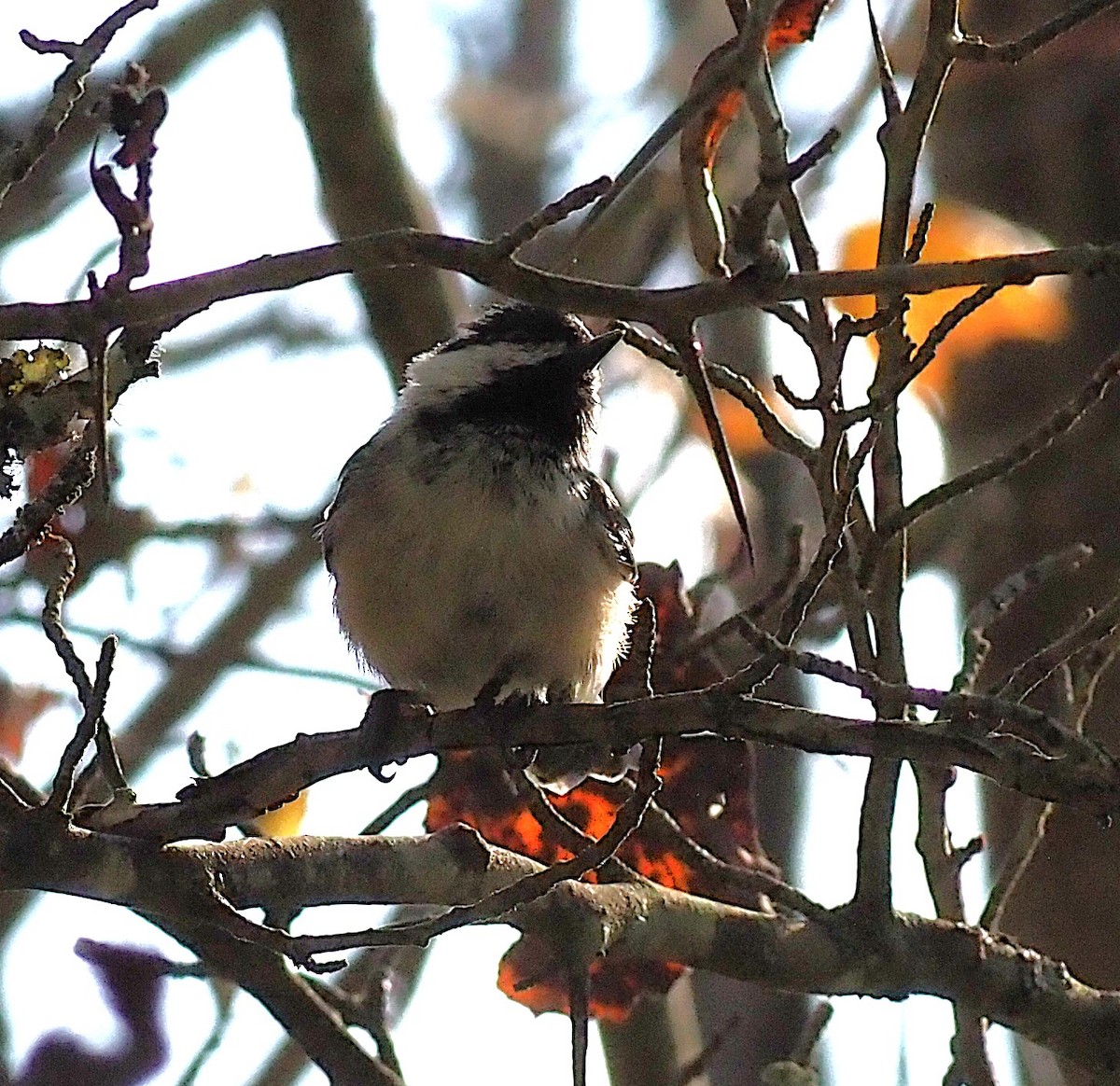 Black-capped Chickadee - ML642181031