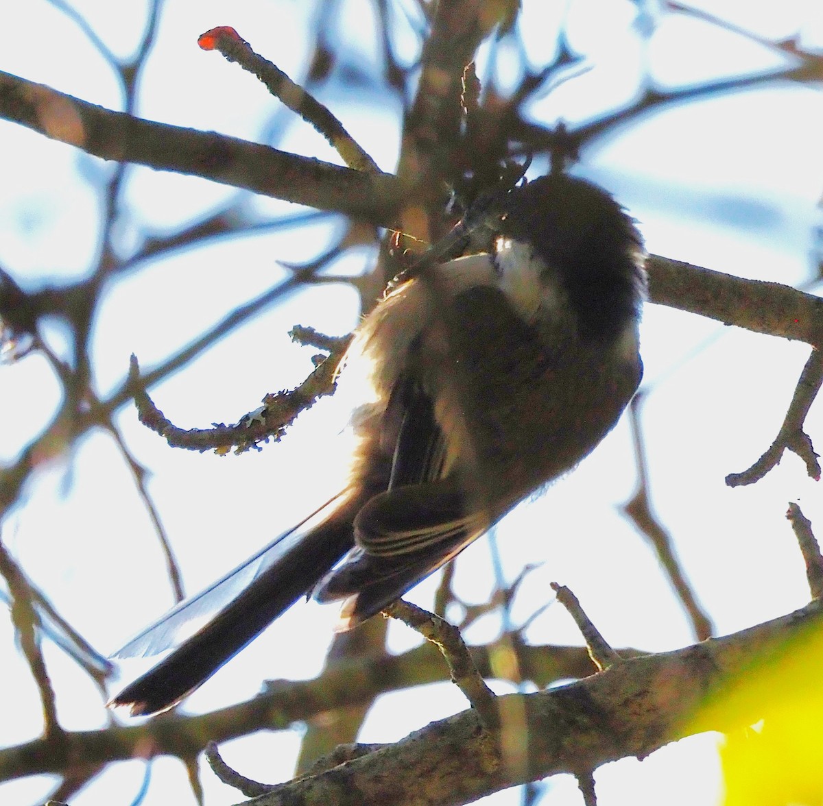 Black-capped Chickadee - ML642181032