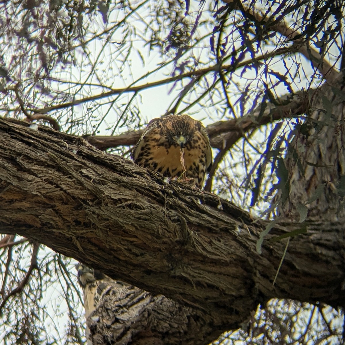 Red-tailed Hawk - ML642181036