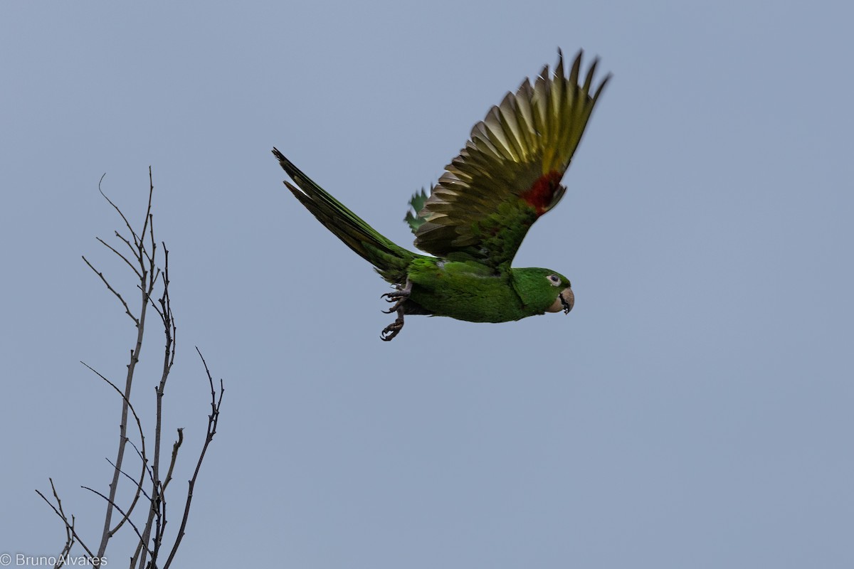White-eyed Parakeet - ML642181040