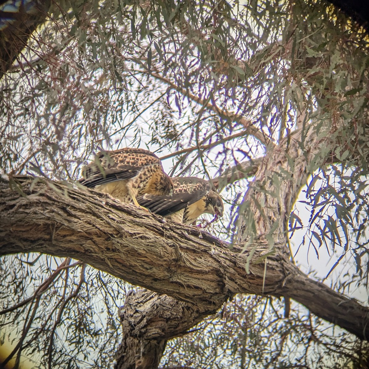 Red-tailed Hawk - ML642181045