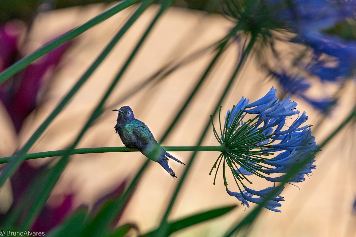 Swallow-tailed Hummingbird - ML642181052