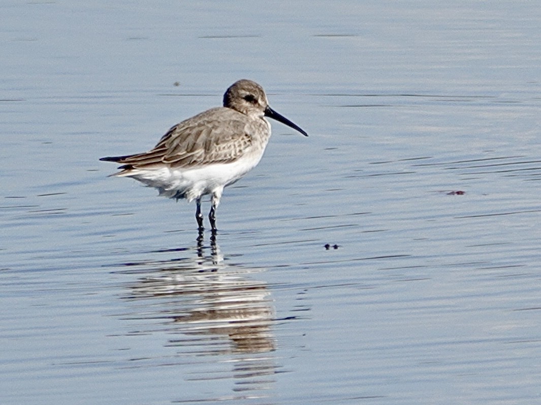 Dunlin - ML642181061