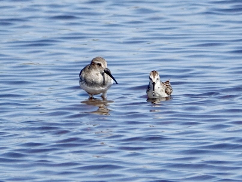 Dunlin - ML642181062
