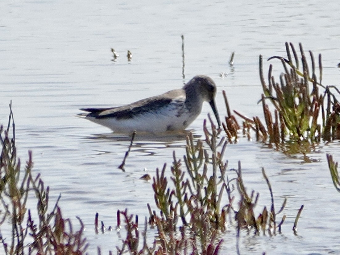 Dunlin - ML642181067
