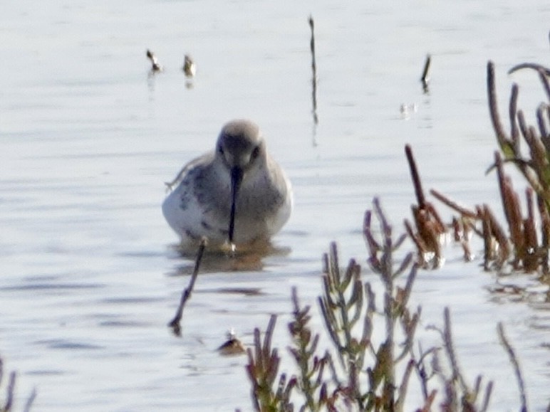 Dunlin - ML642181068