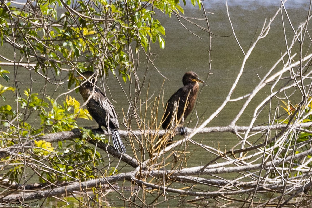 Neotropic Cormorant - ML642181070