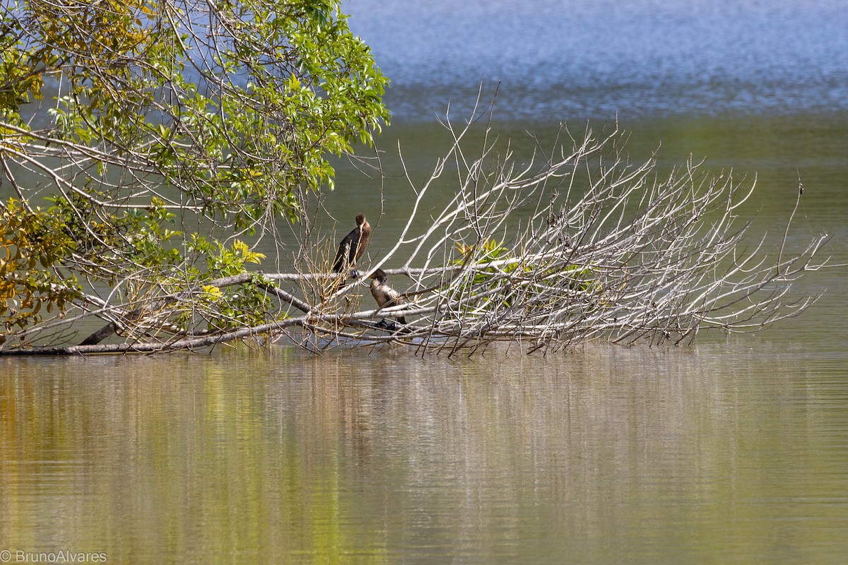Neotropic Cormorant - ML642181071