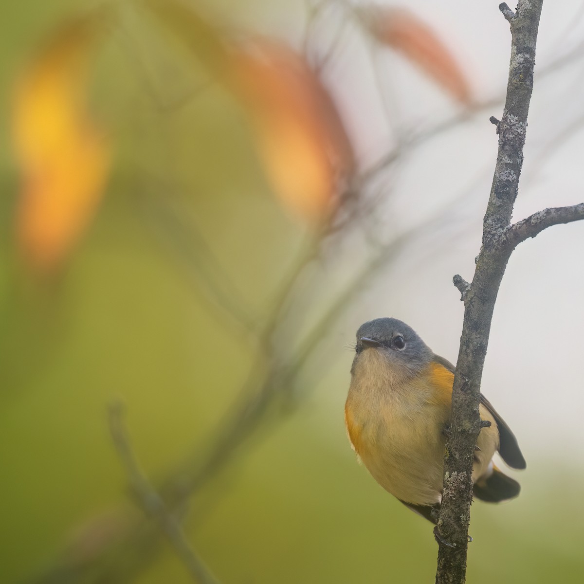 American Redstart - ML642181074