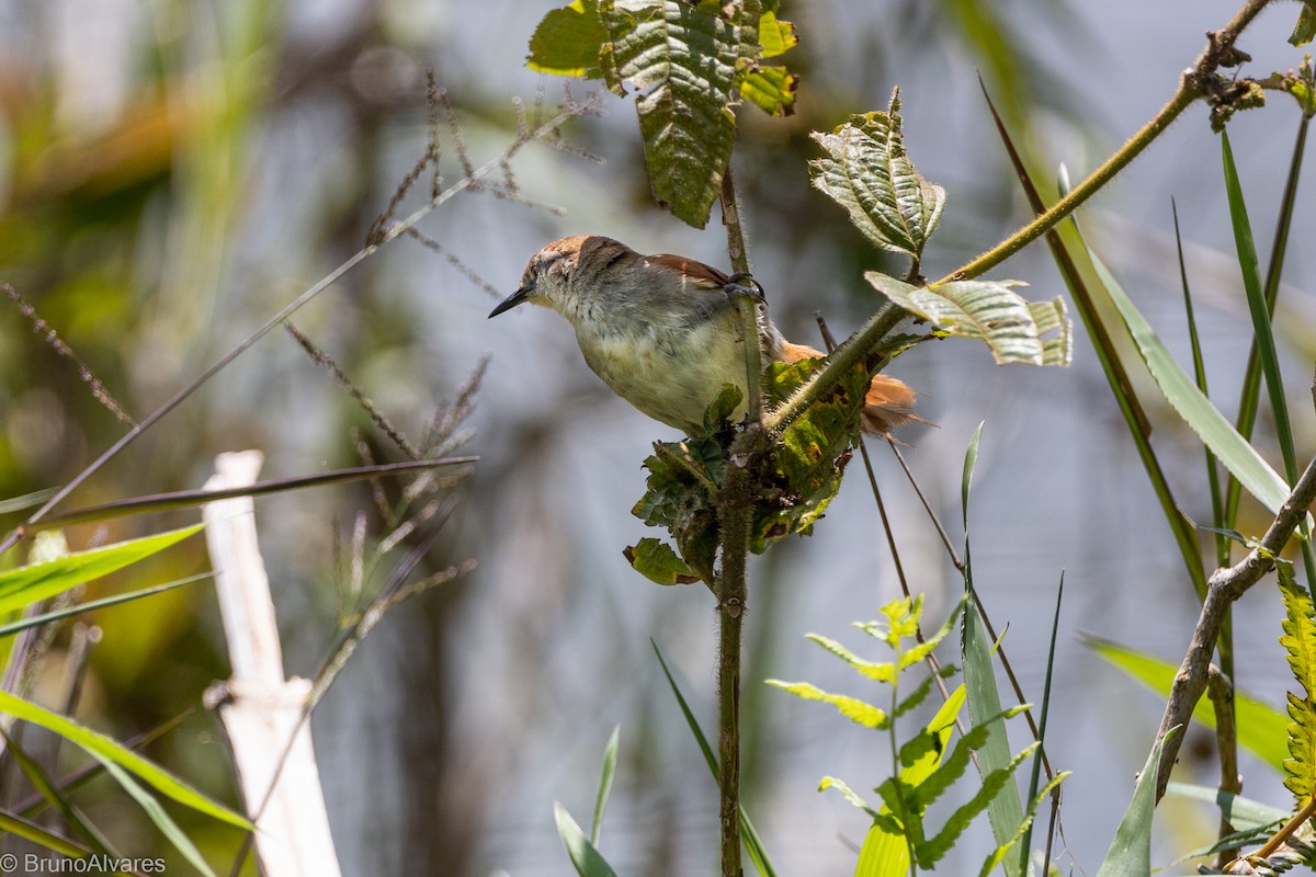 Yellow-chinned Spinetail - ML642181087