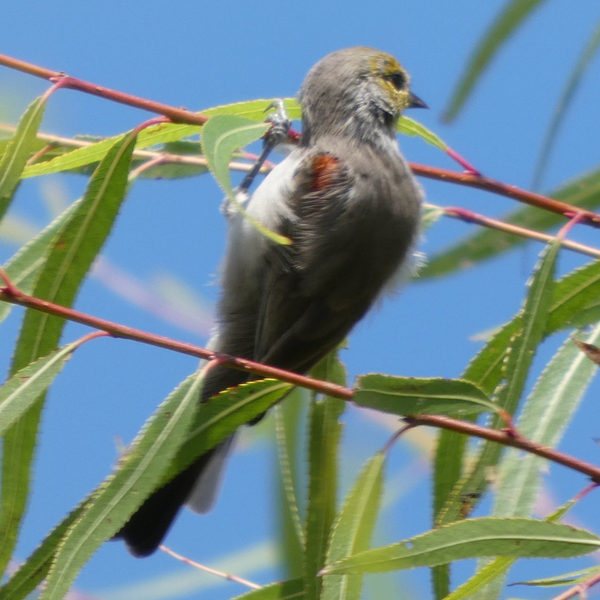 Verdin - ML642181090