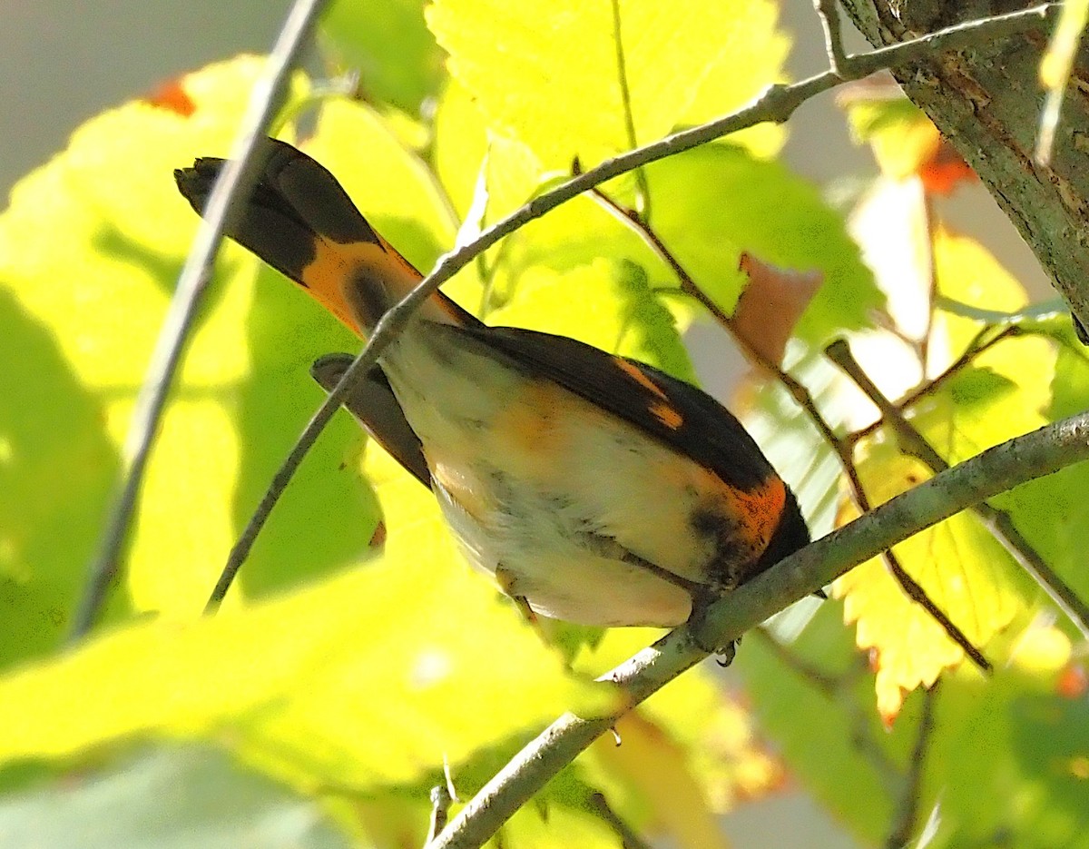 American Redstart - ML642181092