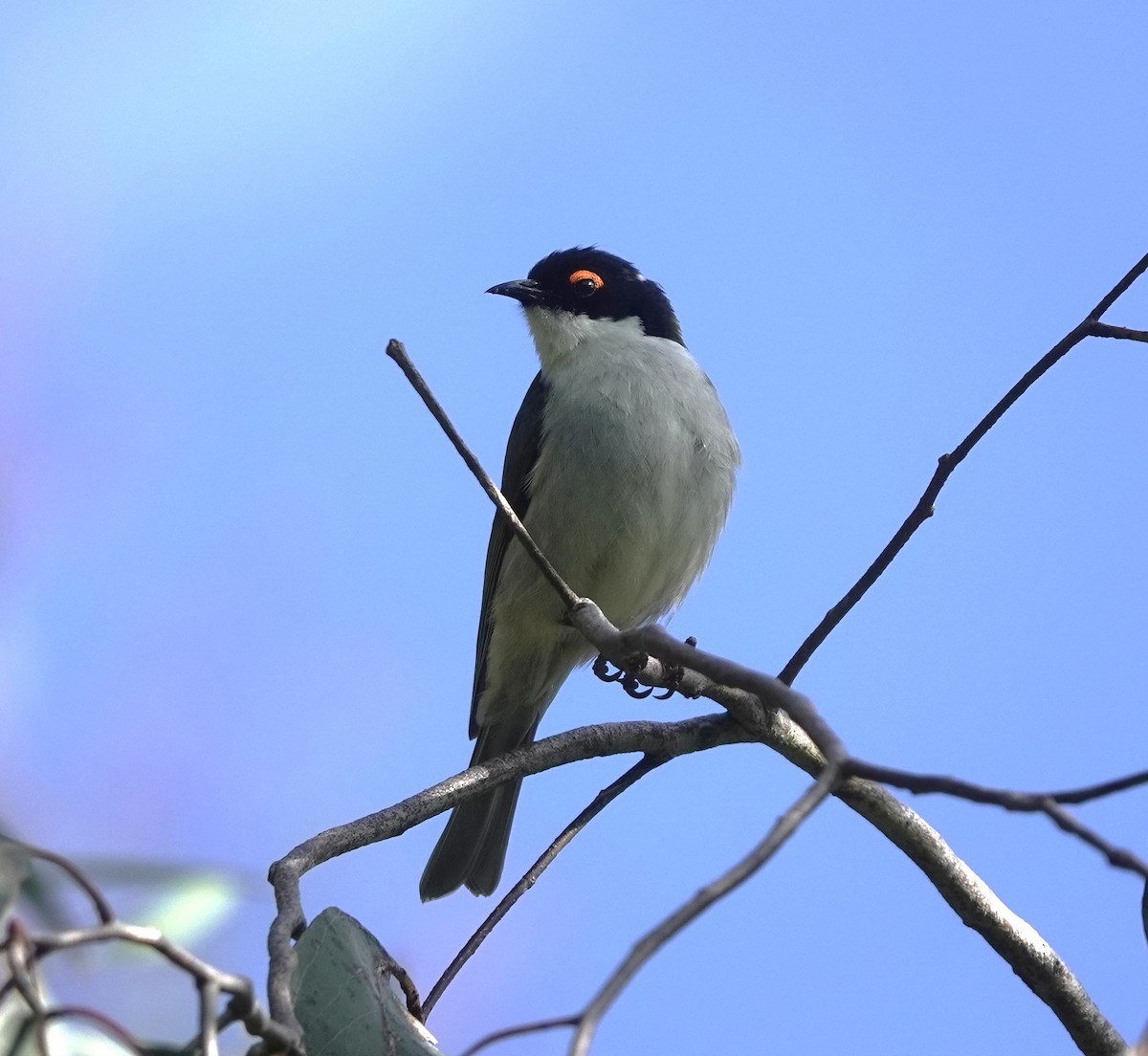 White-naped Honeyeater - ML642181101