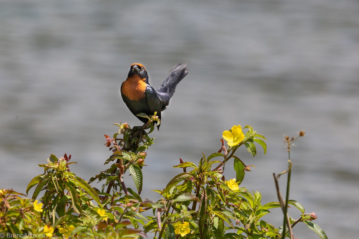 Chestnut-capped Blackbird - ML642181105