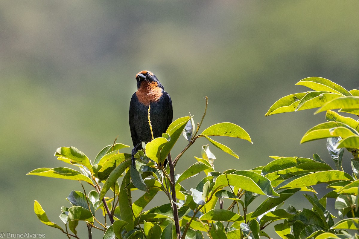 Chestnut-capped Blackbird - ML642181106