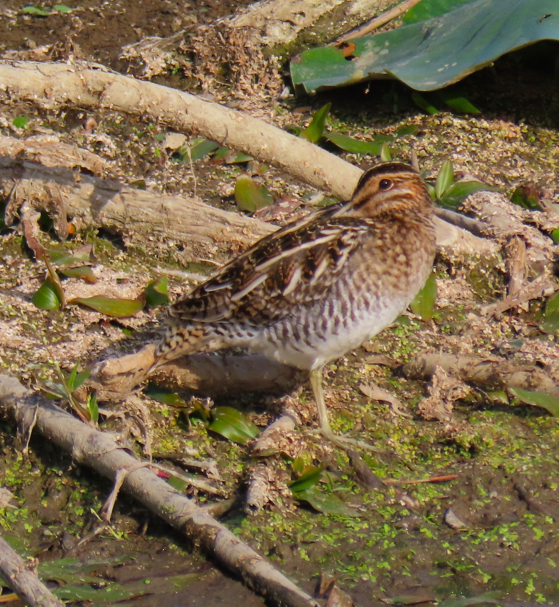 Wilson's Snipe - ML642181122