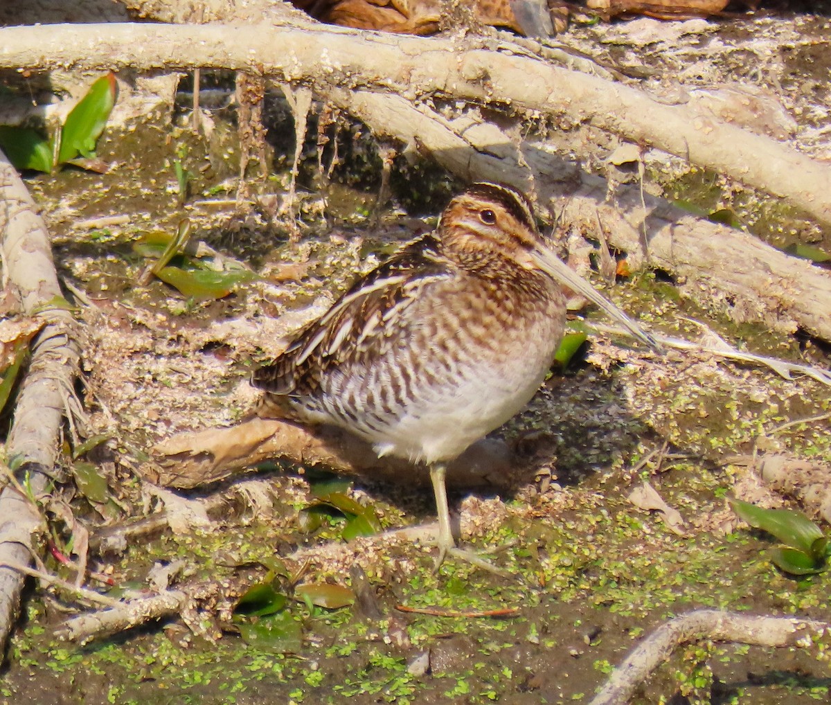 Wilson's Snipe - ML642181123