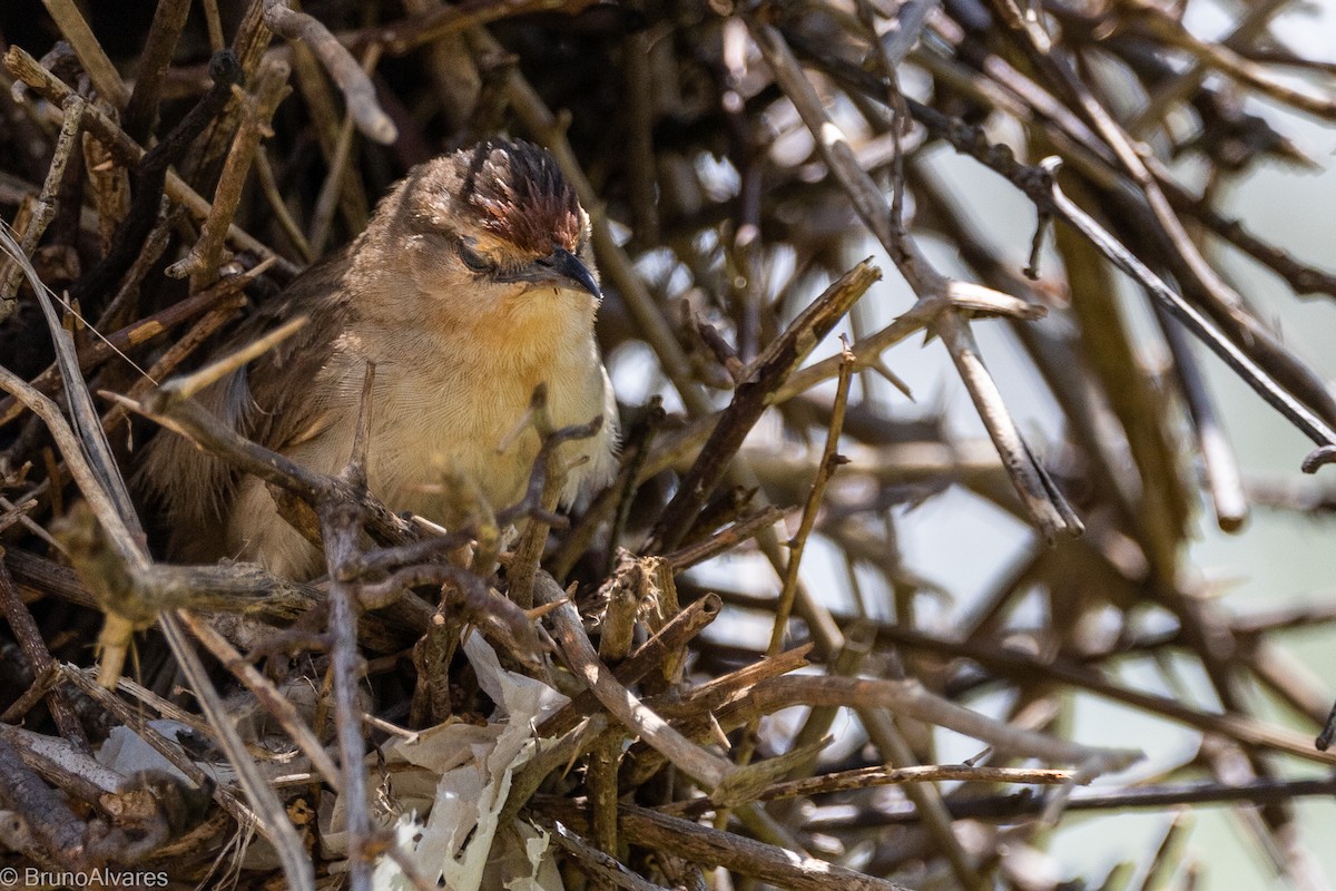 Rufous-fronted Thornbird - ML642181124