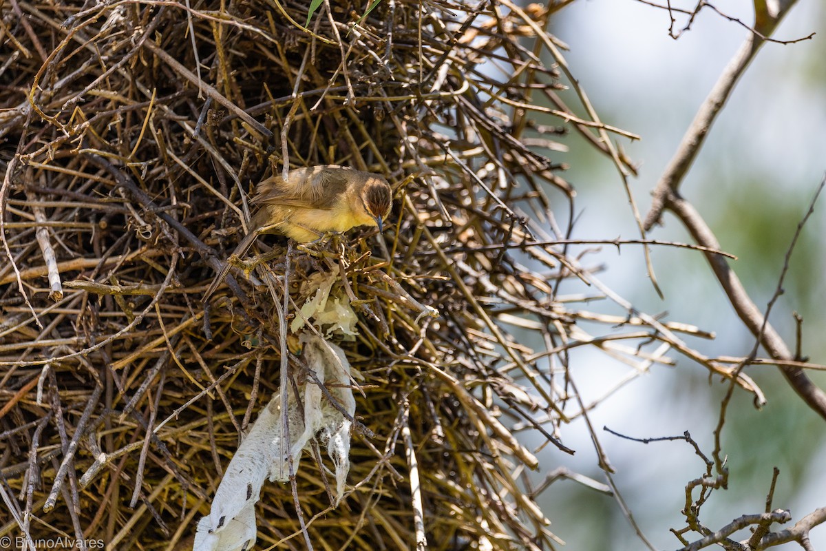Rufous-fronted Thornbird - ML642181125
