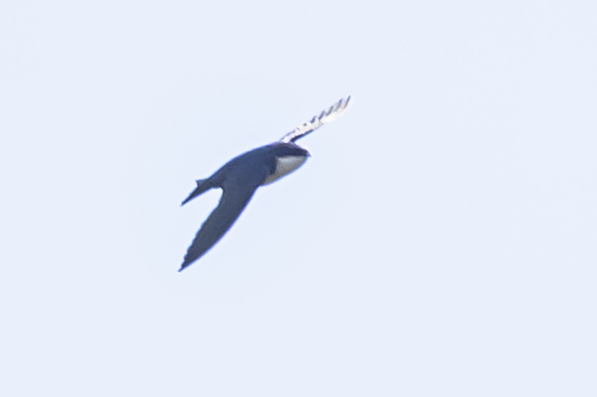 アイイロツバメ - ML642181162
