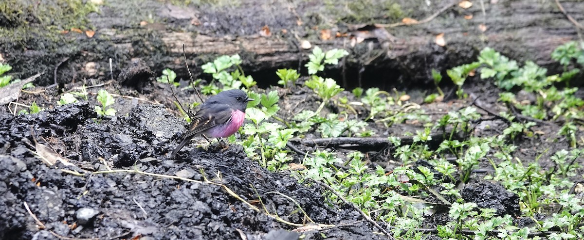 Pink Robin - ML642181212