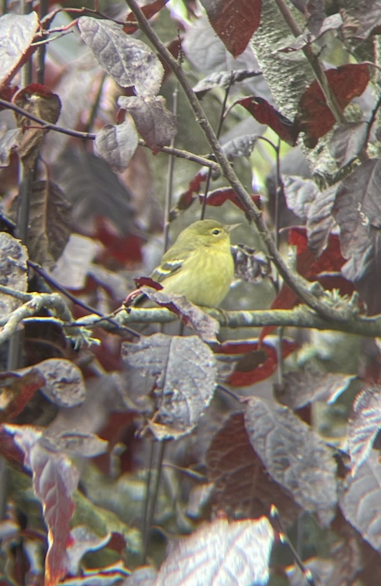 Blackpoll Warbler - ML642181215