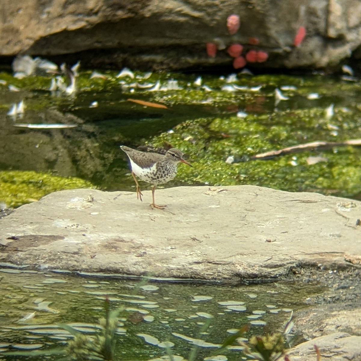 Spotted Sandpiper - ML642181220