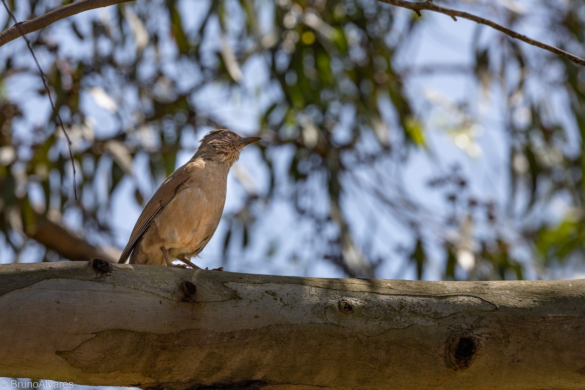 Pale-breasted Thrush - ML642181228