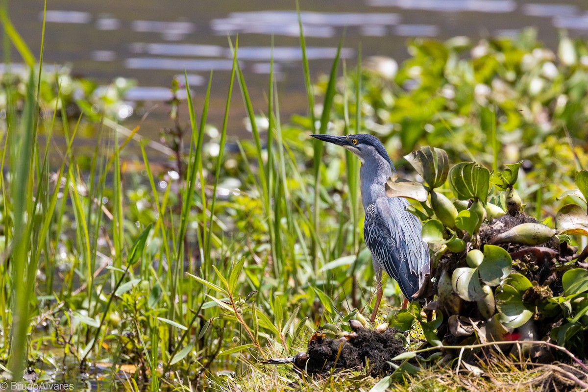 Striated Heron - ML642181244