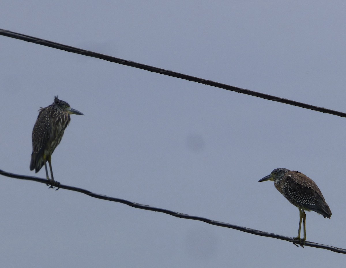 Yellow-crowned Night Heron - ML642181246