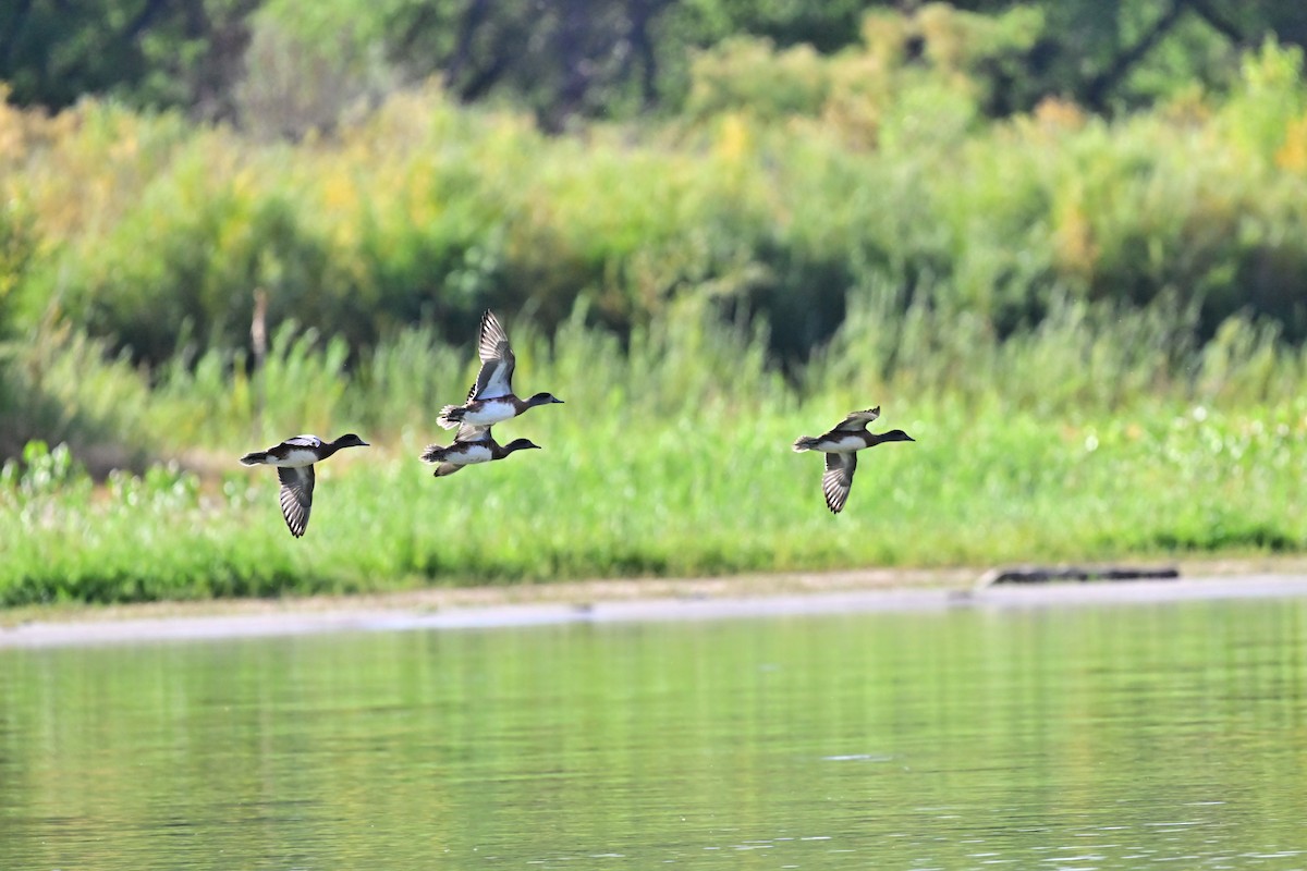 American Wigeon - ML642181250