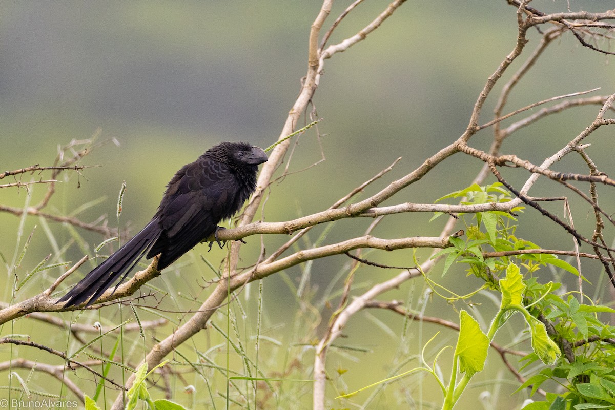 Smooth-billed Ani - ML642181254