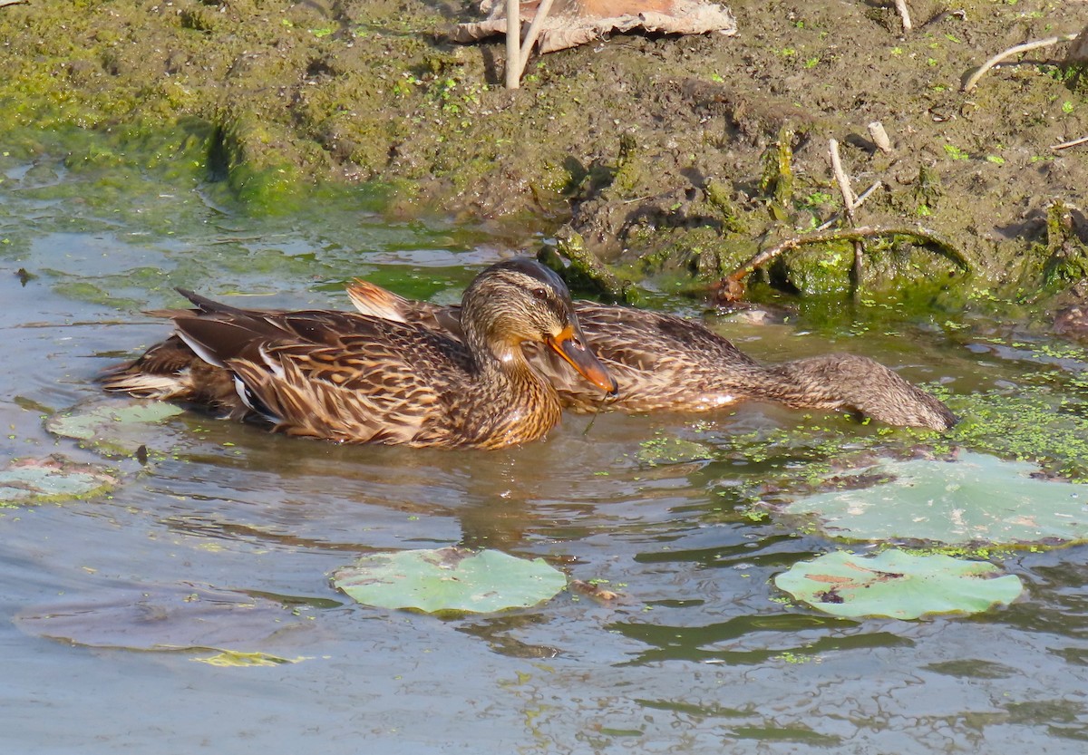 綠頭鴨 - ML642181257