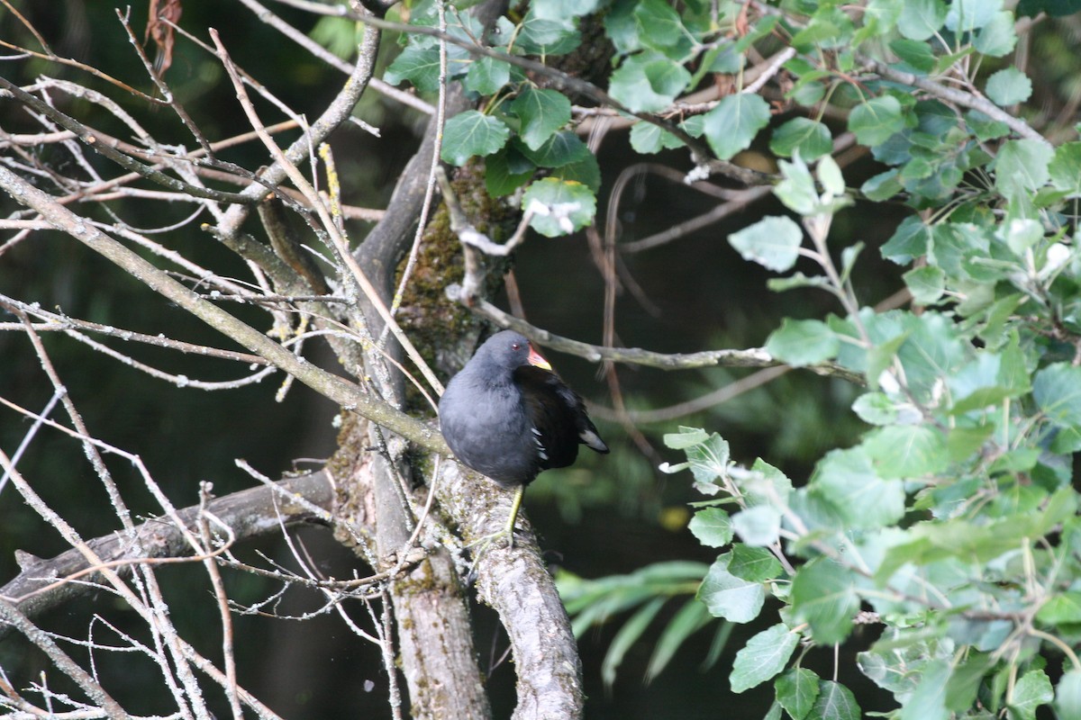 Gallinule poule-d'eau - ML642181258