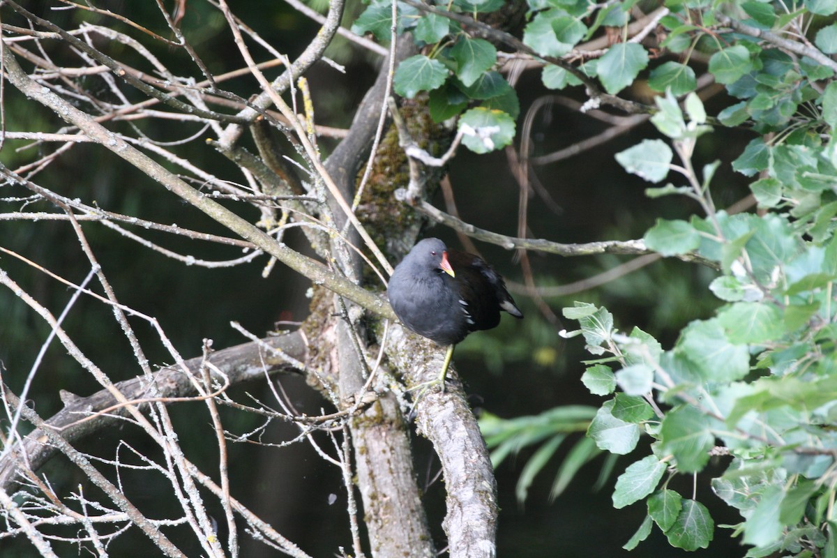 Gallinule poule-d'eau - ML642181259